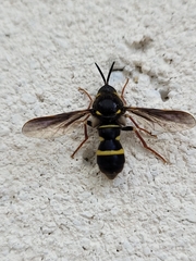 Leucopsina burnsi