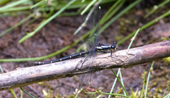 Austroargiolestes calcaris