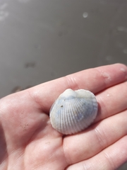 Austrovenus stutchburyi