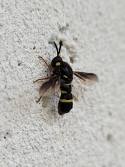 Leucopsina burnsi