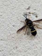 Leucopsina burnsi