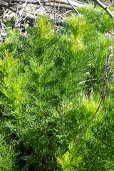 Senecio foeniculoides