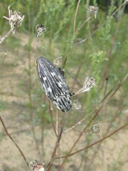 Chalcophora mariana