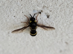Leucopsina burnsi