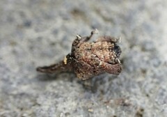 Stephanorhynchus crassus