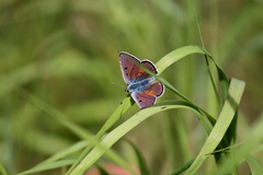 Lycaena alciphron