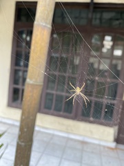 Argiope aetherea