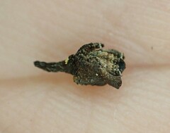 Stephanorhynchus crassus