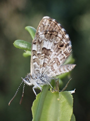 Theclinesthes serpentata serpentata