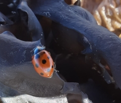 Coccinella undecimpunctata