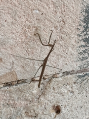 Phasmomantis sumichrasti