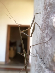 Phasmomantis sumichrasti