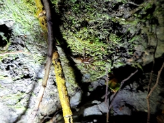 Gnaphosidae