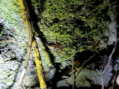 Gnaphosidae