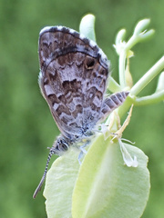Theclinesthes serpentata serpentata