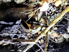 Xerocomus squamulosus