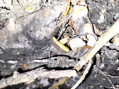 Xerocomus squamulosus