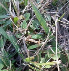 Hyla walkeri