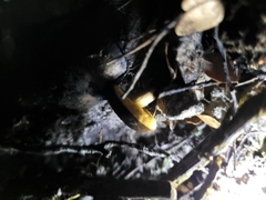 Xerocomus squamulosus