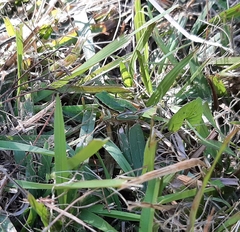 Hyla walkeri