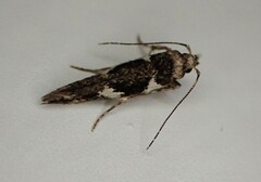 Pyroderces deamatella