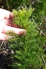 Senecio foeniculoides
