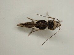 Pyroderces deamatella