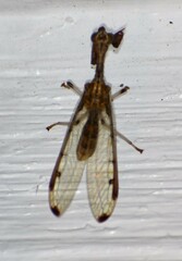 Dicromantispa interrupta