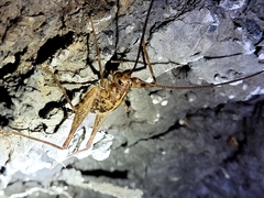 Pleioplectron simplex