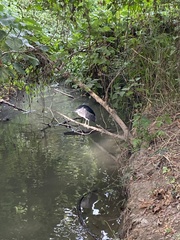 Nycticorax nycticorax nycticorax