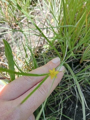 Hypoxis angustifolia