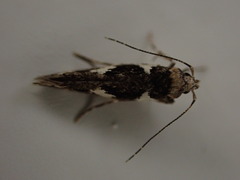 Pyroderces deamatella