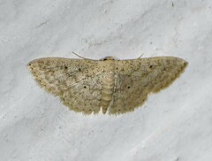 Scopula benitaria