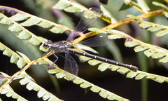 Austroargiolestes calcaris