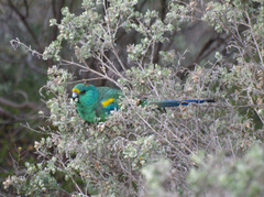 Psephotus varius