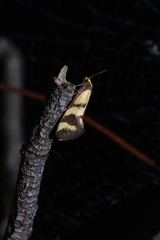 Olbonoma triptycha