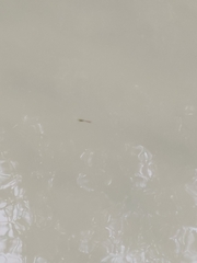 Poecilia reticulata