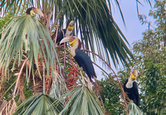 Rhyticeros undulatus