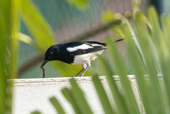 Copsychus saularis