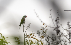 Psittacula alexandri