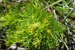 Senecio foeniculoides