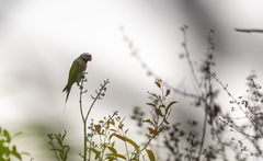 Psittacula alexandri