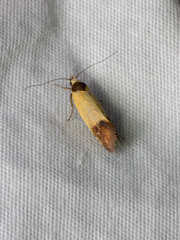 Merocroca automima