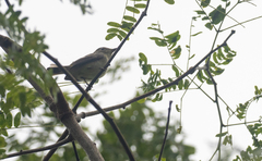 Ficedula zanthopygia