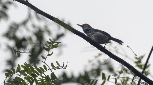 Cambodian Tailorbird (Orthotomus chaktomuk), photo 10