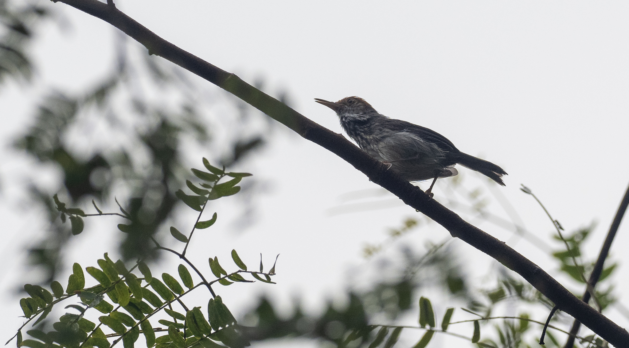 Cambodian Tailorbird (Orthotomus chaktomuk), photo 10
