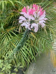 Cleome spinosa