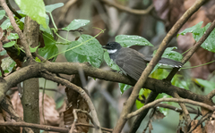 Rhipidura javanica