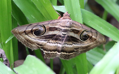 Spirama helicina