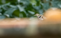 Dendronanthus indicus